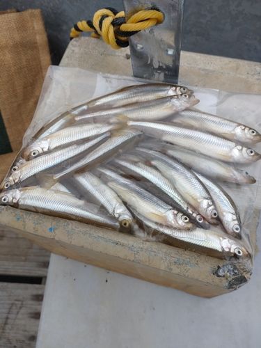 ワカサギの釣果
