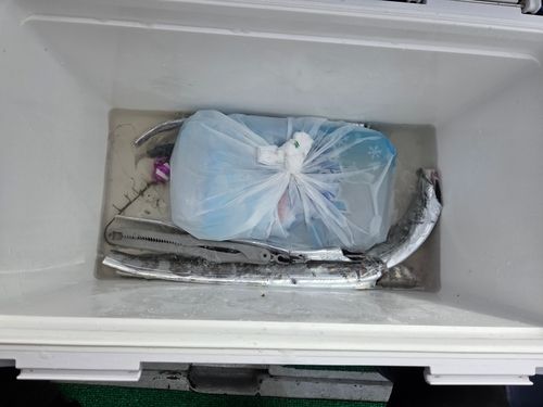 タチウオの釣果