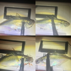 マアジの釣果