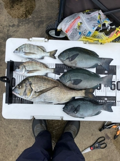 チヌの釣果