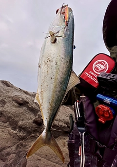 イナダの釣果