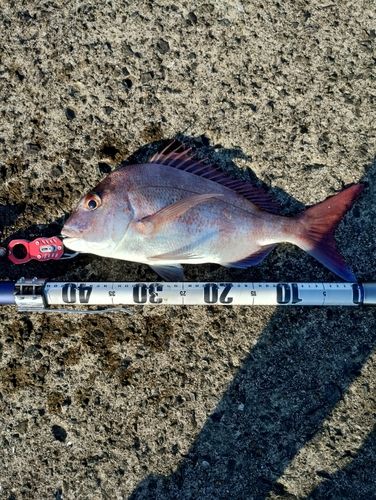 マダイの釣果