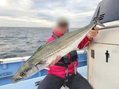サワラの釣果