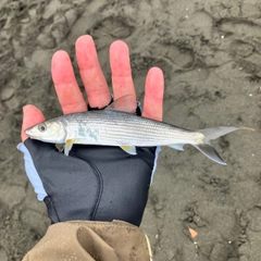 ソトイワシの釣果