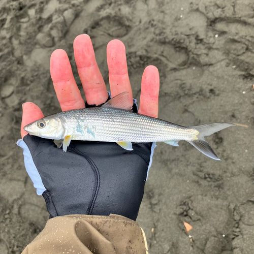 ソトイワシの釣果