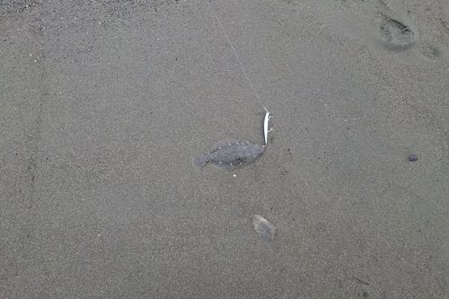 ソゲの釣果