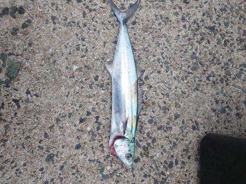 サゴシの釣果
