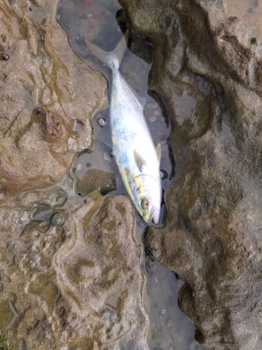 釣果