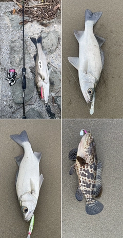 シーバスの釣果