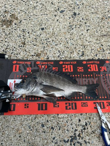 チヌの釣果