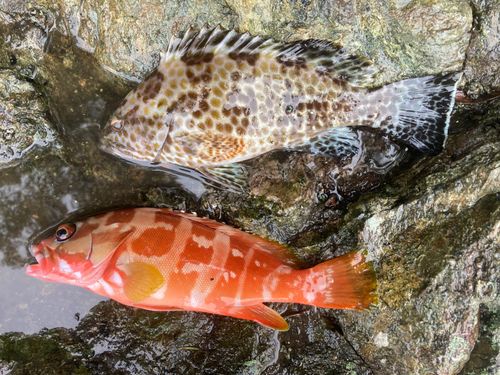 オオモンハタの釣果