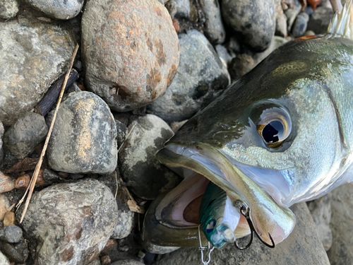 フッコ（マルスズキ）の釣果