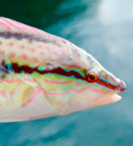 キュウセンの釣果
