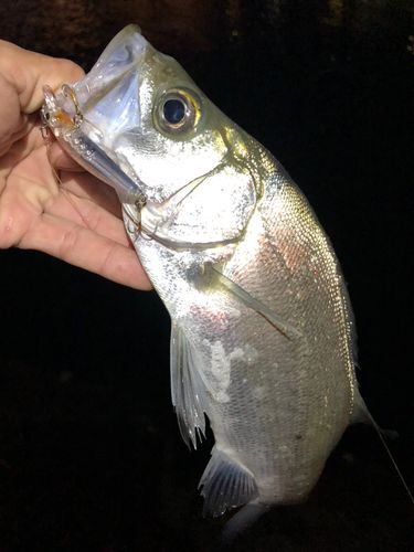 セイゴ（ヒラスズキ）の釣果