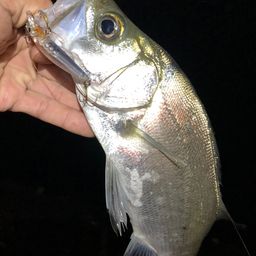 セイゴ（ヒラスズキ）