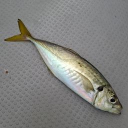 アジ