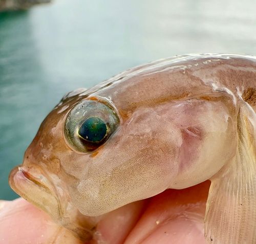 リュウグウハゼの釣果