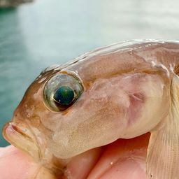 リュウグウハゼ