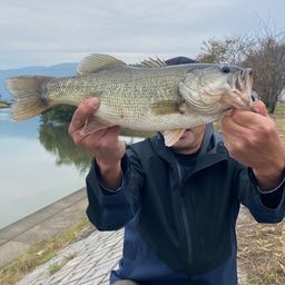 ラージマウスバス