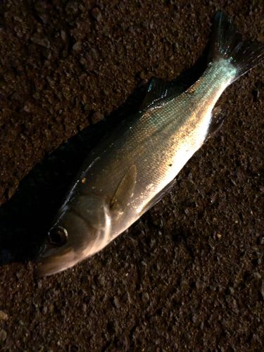 セイゴ（ヒラスズキ）の釣果