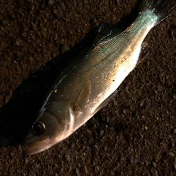 セイゴ（ヒラスズキ）