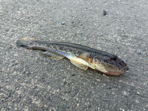 マハゼの釣果