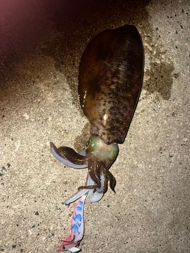 アオリイカの釣果