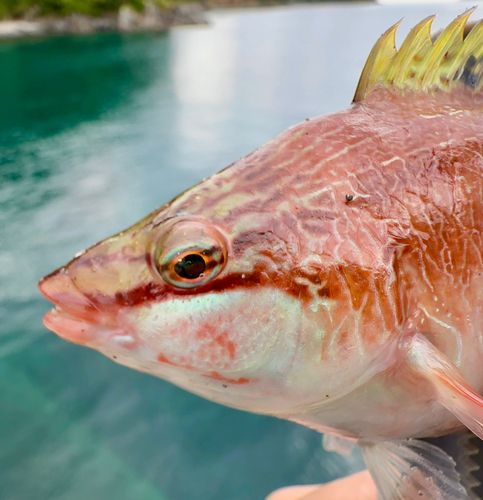 ホシササノハベラの釣果
