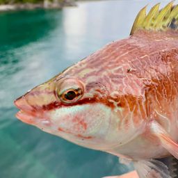 ホシササノハベラ