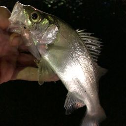 セイゴ（ヒラスズキ）