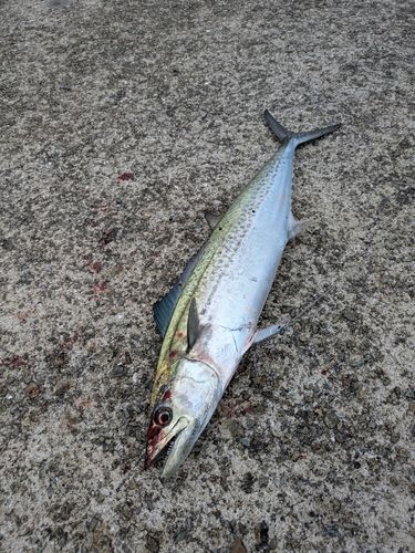 サゴシの釣果