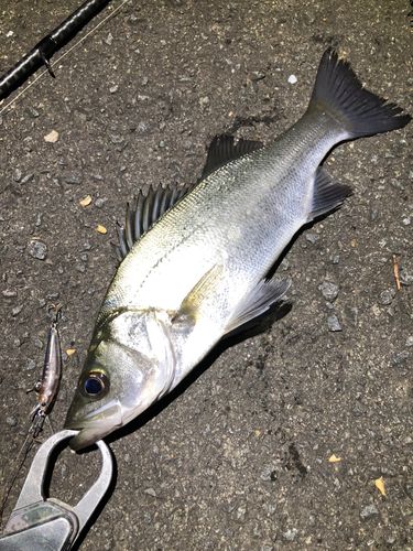 セイゴ（ヒラスズキ）の釣果