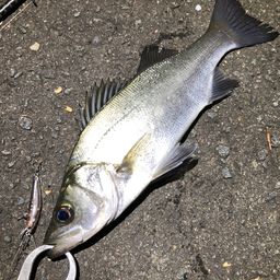 セイゴ（ヒラスズキ）