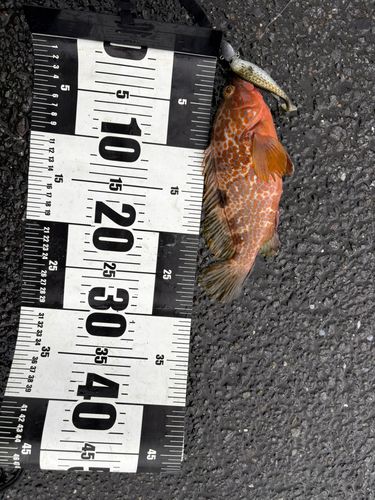 アカハタの釣果