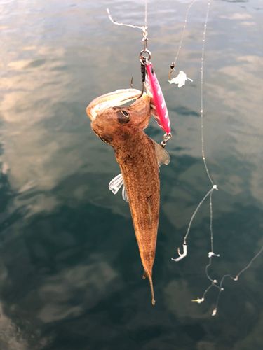 エソの釣果