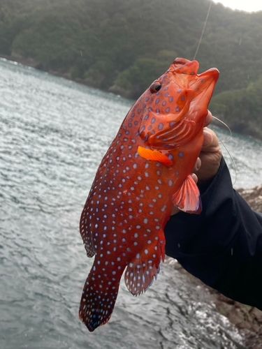 ユカタハタの釣果