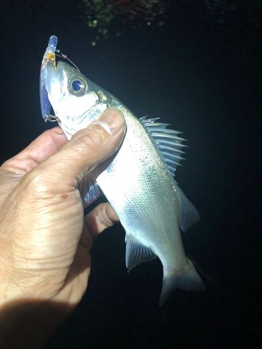 エソの釣果