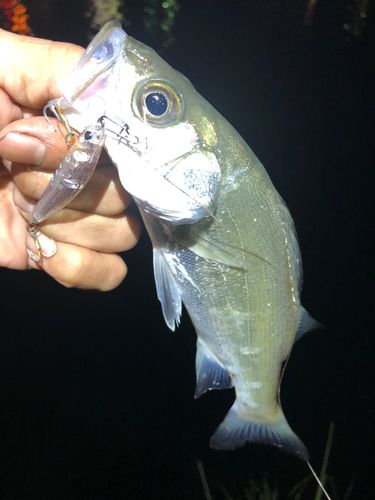 セイゴ（ヒラスズキ）の釣果