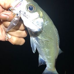 セイゴ（ヒラスズキ）