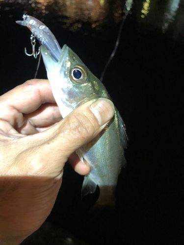セイゴ（マルスズキ）の釣果