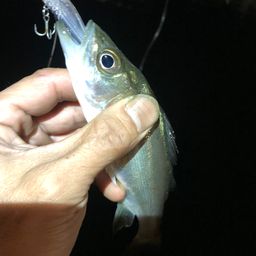 セイゴ（マルスズキ）