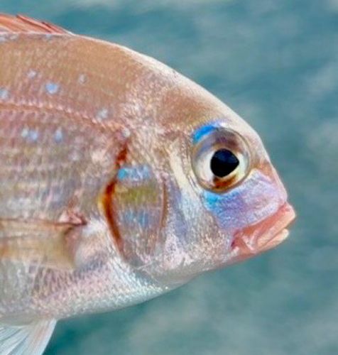 チャリコの釣果