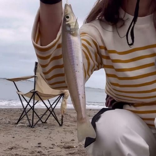 シロギスの釣果