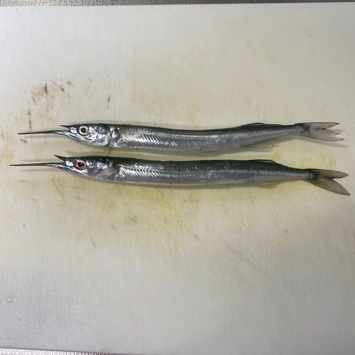 サヨリの釣果