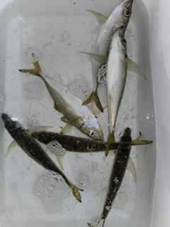 マアジの釣果
