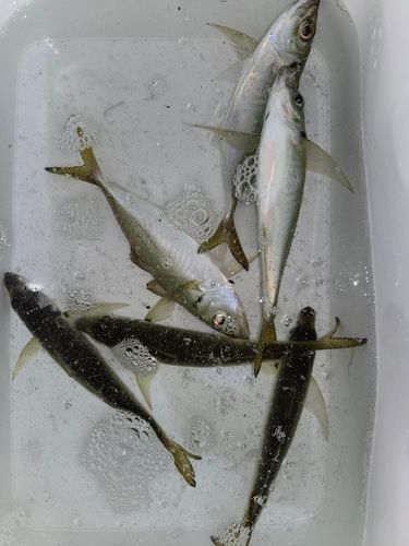 マアジの釣果