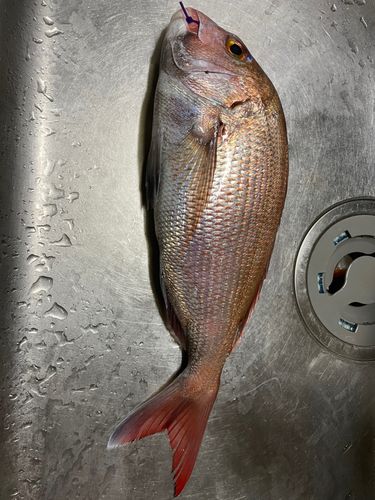 マダイの釣果