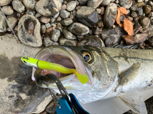 フッコ（マルスズキ）の釣果