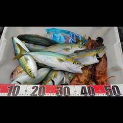 ヒラマサの釣果