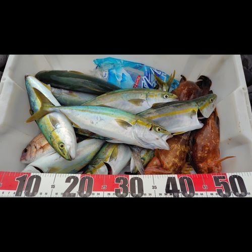 ヒラマサの釣果